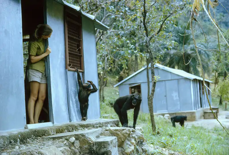 FALLECE JANE GOODALL